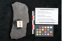 Foto (Objekt + Etikett) von Quercus pachyphylla Ettingshausen (NHMW-GEO-2024-0188-10239)